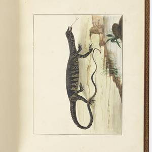 f. 06 : Variegated lizard