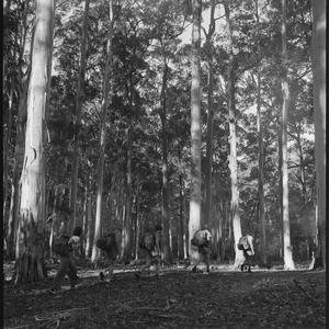 File 17: Blue Gum Forest, camp scenes, 1952 / photograp...