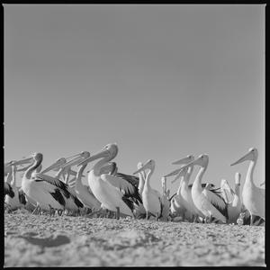 File 14: Kims pelicans, '85-'87 / photographed by Max D...