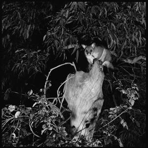 File 05: Birds + possums at Crag [Castlecrag], 1960s / ...