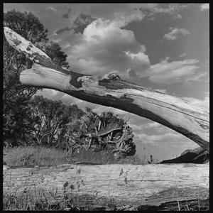 File 27: Death of a tree, December 1986 / photographed ...