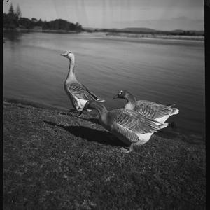 File 14: Geese at The Entrance, 1970s / photographed by...