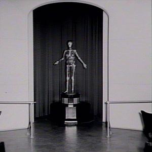 Model of skeleton