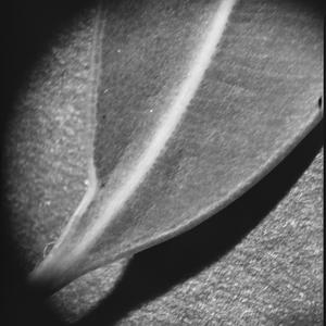 File 23: Gum leaves, black and white in studio, 1984 / ...