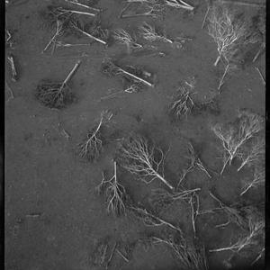 File 10: [Branches and twigs, 1930-1990] / photographed...