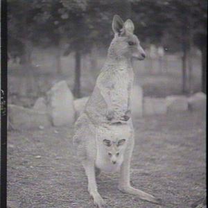 [Kangaroo with "joey" in her pouch]