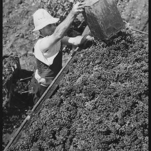 Grape picker, 1950