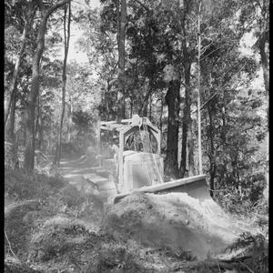File 01: Tree felling, Qld [Queensland], 1940s / photog...