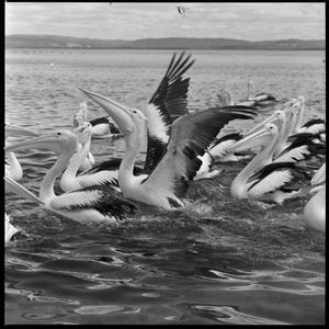 File 17: Pelicans at The Entrance, 198s / photographed ...