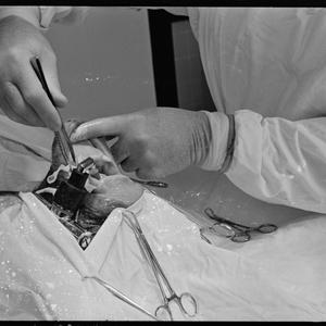 Operation at university - chimpanzee, 5 March 1968 / photographs by F. R. Johnson