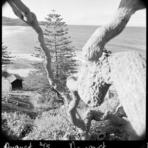 File 09: Pine tree, Newport, Aug '75 and Feb '76 / phot...