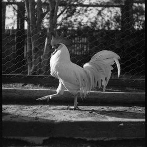 File 28: Chooks, 30s / photographed by Max Dupain