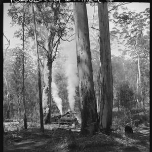 File 06: Karri Forest, [1945] / photographed by Max Dup...