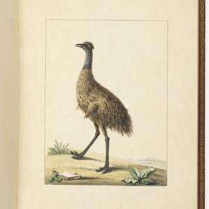 f. 07 : New Holland Cassowary