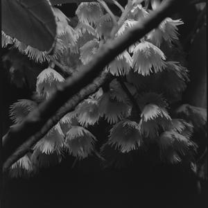 File 15: Blueberry Ash flower, November 1983 / photogra...