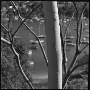 File 15: View south from Castlecrag, [1950-1982] / photographed by Max Dupain