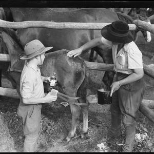 Koomba Stud Farm, Tumut, 31 December 1947 / photographs...