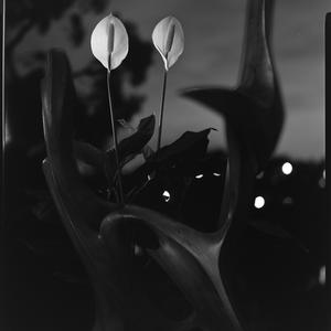File 22: Monstera deliciosa, group of three, April 1983 / photographed by Max Dupain