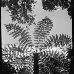 File 38: [Tree fern], 1950s / photographed by Max Dupai...