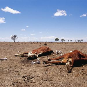 Collection 1: Country life & drought in western NSW, 20...