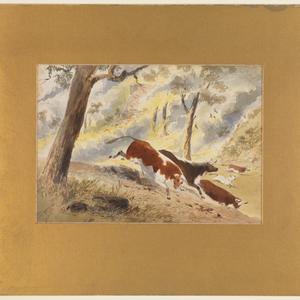 Scene with steers running down hillside / Samuel Thomas...
