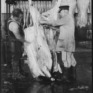 Meat inspection at Abattoirs and Flemington, 11 April 1...