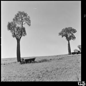 File 27: Bottle tree landscape, Central Queensland, '78...