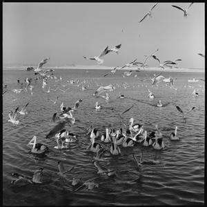 File 03: The Entrance, pelicans feeding time, '86 / pho...
