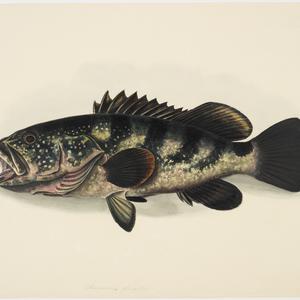 Volume 09: Natural history drawings of fish, ca. 1839-1...