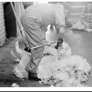 Sheep shearing at Pelican, sheep station near Goulburn ...