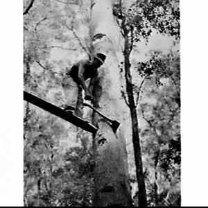 Champion tree-feller and axesman Vic Summers, Gympie