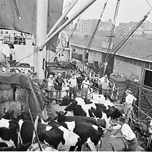 Jersey cattle loaded on a cargo ship for Trinidad, Wool...