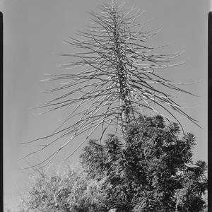 File 24: Dead Norfolk Pine tree, 1950s-1960s / photogra...