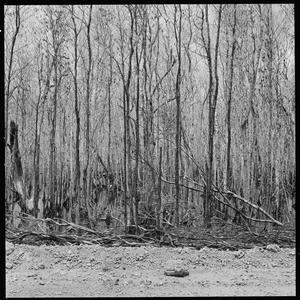 File 18: Dead trees in Weipa, stock negatives, [ca 1940...