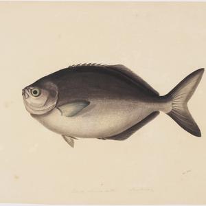 Volume 07: Natural history drawings of fish, ca. 1839-1...