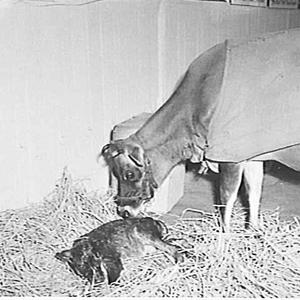 Jersey cow washing her newborn calf, Royal Easter Show ...