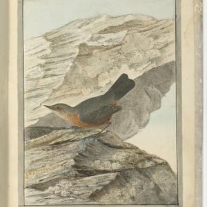 [Three hand coloured bird etchings by J. W. Lewin]