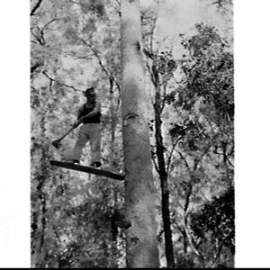 Champion tree-feller and axesman Vic Summers, Gympie