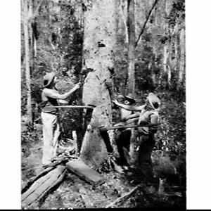 Champion tree-feller and axesman Vic Summers, Gympie