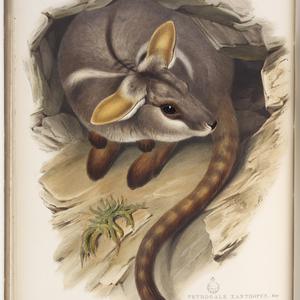 The mammals of Australia / by John Gould.