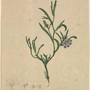 Botanical drawings, pre-1807 / J.W. Lewin