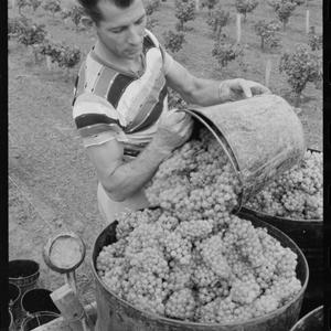 Winemaking, Hunter Valley, February 1963 / photographs ...