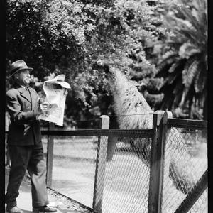 Emu at the gardens, 30 November 1957