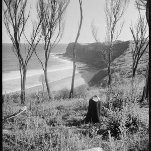 File 39: Bungan Head, early 1930s / photographed by Max...