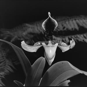File 25: Orchid by night, Castlecrag, July 1980 / photo...