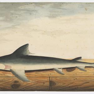 Collection 23: Australian fishes, 1774-1794 / George Ra...