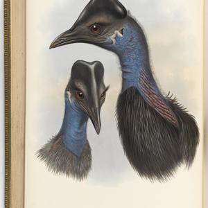 The Birds of Australia : in seven volumes / by John Gou...
