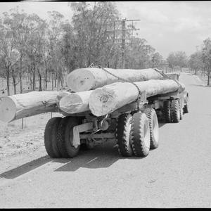 File 12: Tree felling, 1940s / photographed by Max Dupa...