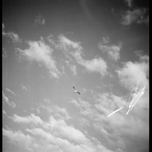 File 06: Gull in flight, [1930s-1955] / photographed by...