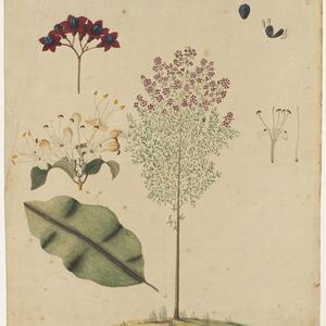 Series 02: Flora of New South Wales, ca. 1790s